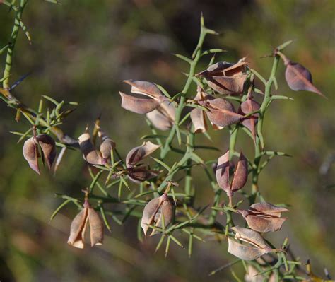 Daviesia Physodes Hartfield Park Perth Wa 301117 Flickr