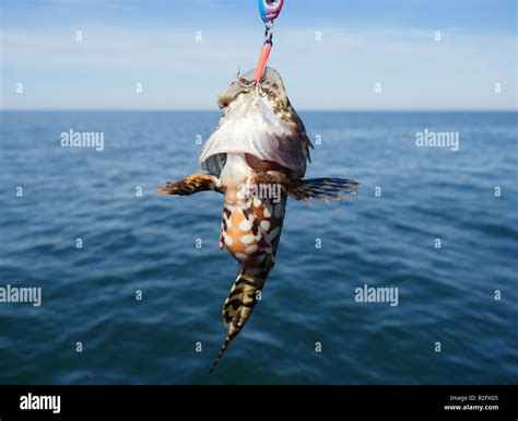 sea fish lophius piscatorius on fishing rod Stock Photo - Alamy