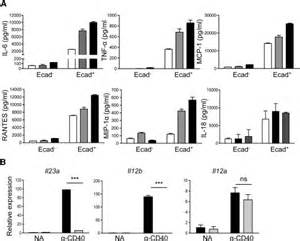 E Cadherin Dcs Produce Proinflammatory Cytokines And Chemokines