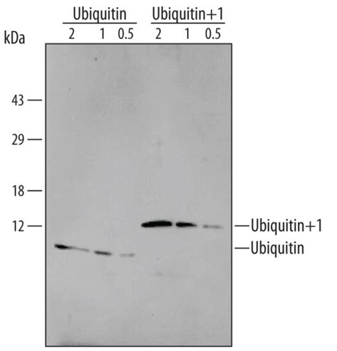 Human Ubiquitin Ubiquitin Antibody R D Systems Ug Unlabeled