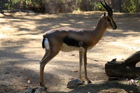 Speke S Gazelle (Gazella Spekei), is the Smallest of the Gazelle ...