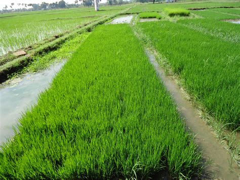 Agritech Portal Rice Photo Bank