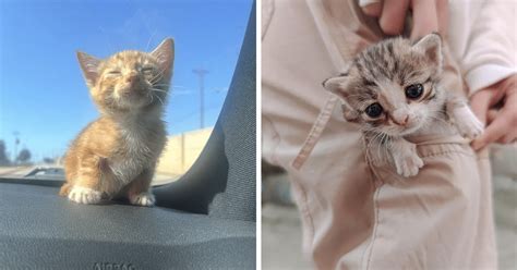 20 Cutest Kittens Of The Week The Tiniest Most Irresistibly