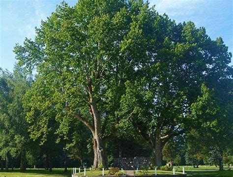 Tumwater Tree Board Endorses Two American Chestnut Trees For Heritage