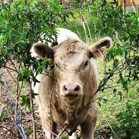 Belted Galloway | Honeylocust Homestead