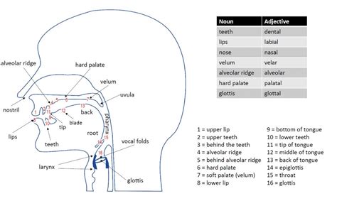 Articulation Diagram - English Notes