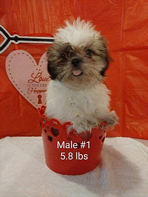 Orlando Fl Shih Tzu Meet Shushu Pending A Pet For Adoption