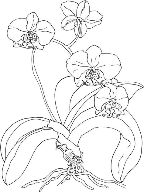 Coloring Pages Printable Orchid Flower Coloring Page SexiezPicz Web Porn