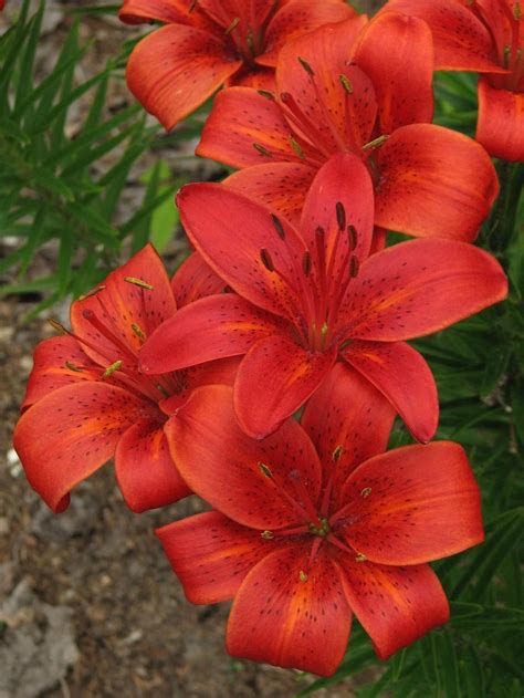 Lily Lilium Polinka In The Lilies Database