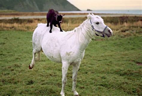 Goat Caught On Video Riding A Horse Worldwide Weird News