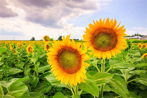 The massive sunflower farm near Toronto is open for the season