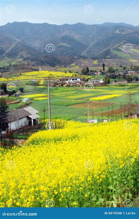 Pengzhou China Fields Of Rapeseed Flowers Stock Photo Image Of