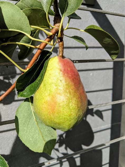 Fruit Tree Pruning At Its Best How To Prune Pear Trees