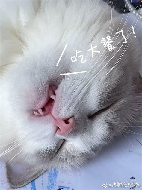 小猫咪也会做噩梦吗？ 知乎