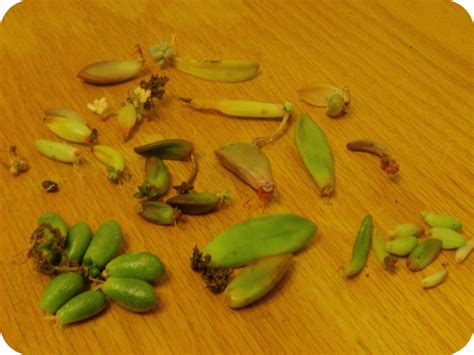 Efflorescency: Succulent propagation update