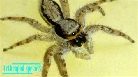 Arachnida Species Cute Jumping Spider Species 24 Youtube