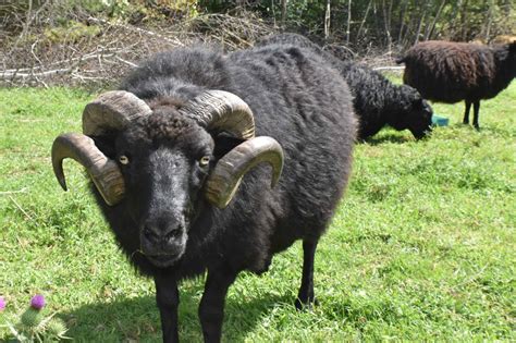 Why The Icelandic Sheep Is Perfect For Homestead And Small Farms