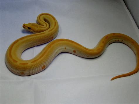 Burmese Python, Green Albino (Patternless) - Twin Cities Reptiles