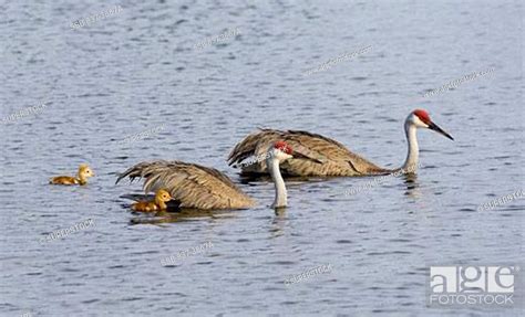 Sandhill Cranes Grus Canadensis Swimming With Its Chicks Stock Photo