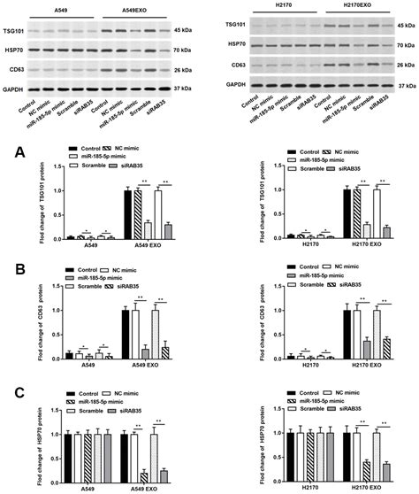 Mir P Targets Rab Gene To Regulate Tumor Cell Derived Exosomes