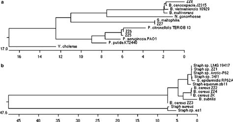 A Phylogenetic Tree Of Isolated Gram Negative Bacteria And Closely