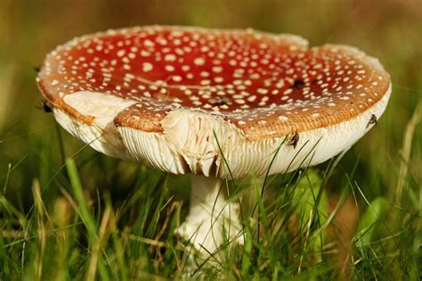 10 Most Poisonous Mushrooms In Georgia Plant Grower Report