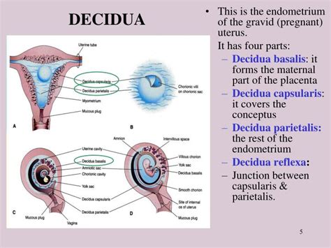 Ppt Placenta Powerpoint Presentation Id477900