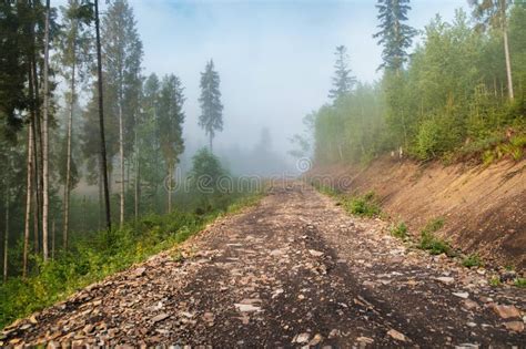 Road In The Woods Trail Path In Woods Stock Image Image Of Woods