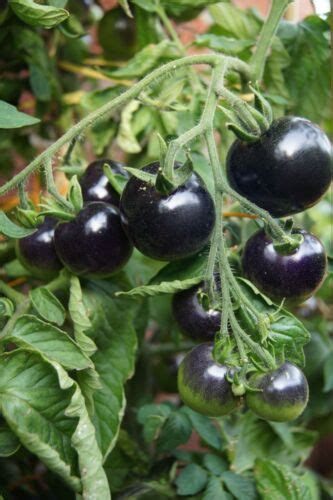 Tomate Indigo Rose Samen Schwarze Tomate Blaue Tomate Ebay