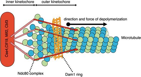 Frontiers The Importance Of Microtubule Dependent Tension In Accurate