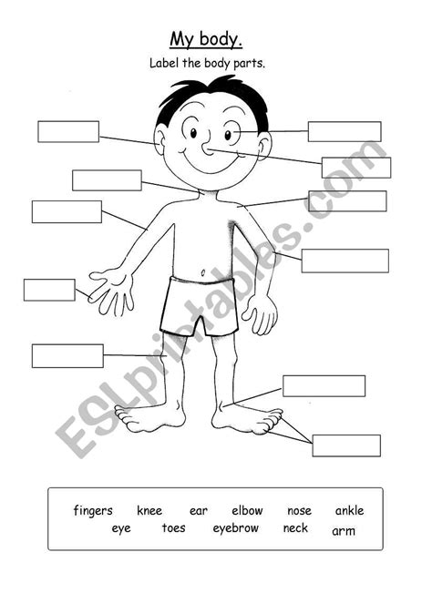 Parts Of The Body Esl Worksheet