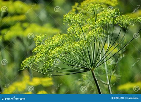 Flowering Dill Herbs Plant In The Garden Anethum Graveolens Close Up