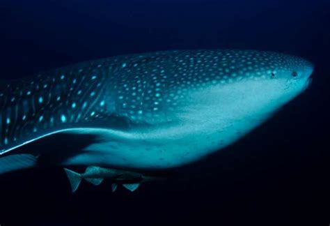 Nuevo Estudio Encuentra Que El Tiburón Ballena Es El Mayor Omívoro Del