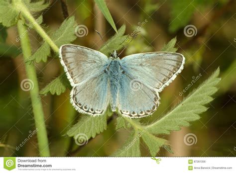 Buttterfly男性chalkhill蓝色， Polyommatus Coridon，在荨麻叶子 库存照片 图片 包括有 白垩 蝴蝶