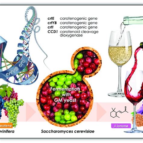 The Development Of Yeast Cell Factories For The Production Of The