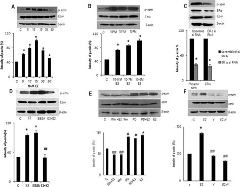 E Rapidly Phosphorylates T Ezrin A Time And Dose Dependent