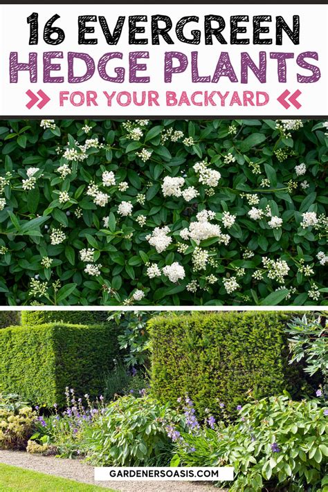 Best Evergreen Plants For A Privacy Hedge