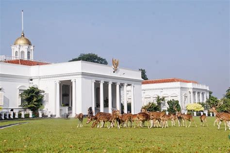 Asal Mula Rusa Di Istana Bogor Yang Sudah Ada Sejak 1814