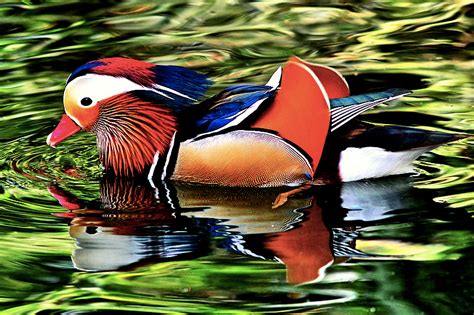 Mandarin Ducks | A Trish Out of Water