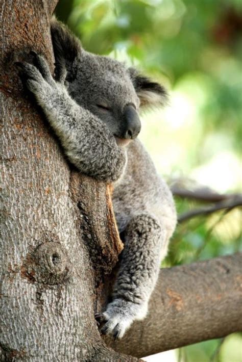 De dónde viene tu llamado, querido Koala – Historias Cienciacionales