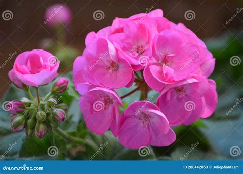 Rosa Rosebudpelargonienpelargonie Stockbild Bild Von Pelargonie