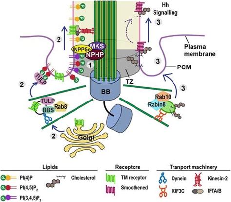 Ciliary Membrane Localised Lipid Modification And Cilia Function