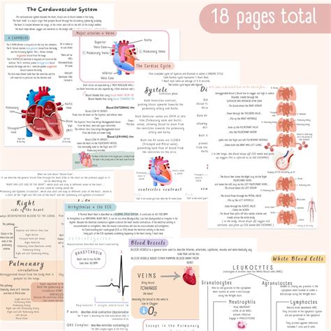 The Cardiovascular System Study Guide Etsy