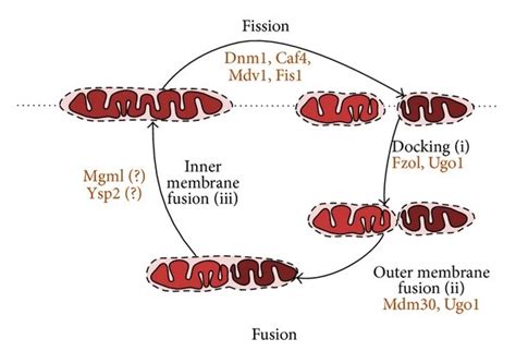 Proteins Driving The Cycle Of Mitochondrial Fusion And Fission Download Scientific Diagram