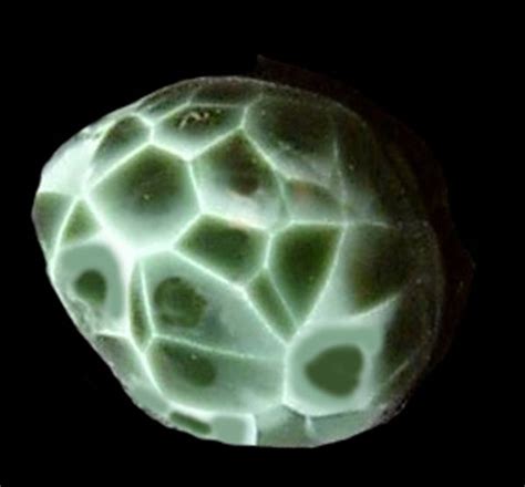Greenstone Michigans State Gem The Greenstone Was Formed In Gas