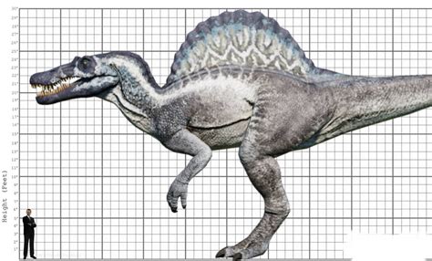 My Spinosaurus Size Comparison By Ethanthomas2022 On Deviantart