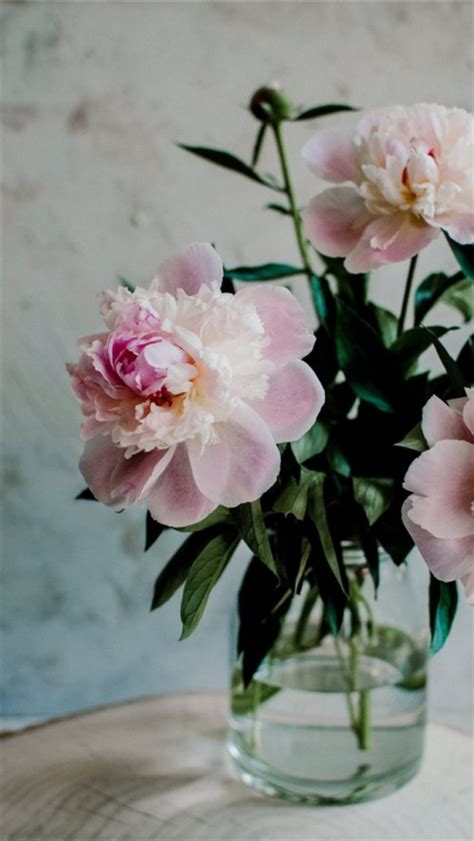 Pink Peonies Wallpaper - Peony Aesthetic (#3010941) - HD Wallpaper ...