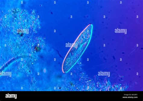 Paramecium Division Stockfotos Und Bilder Kaufen Alamy