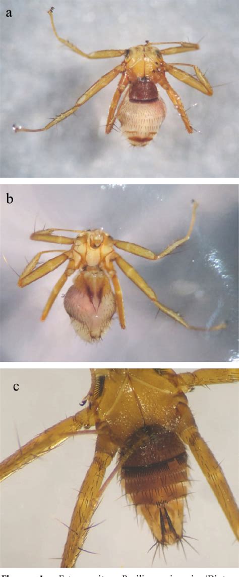 Figure 1 From First Record Of The Parasite Bat Fly Basilia Mimoni