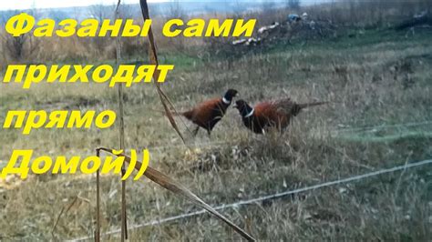 Как приманить фазана к Ловушке - YouTube